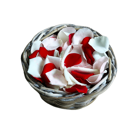 fleur tulipes roses